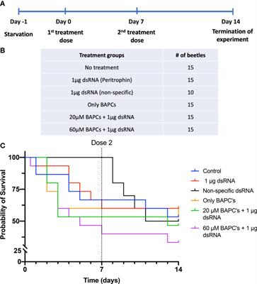 Gene silencing in adult Popillia japonica through feeding of double‐stranded RNA (dsRNA) complexed with branched amphiphilic peptide capsules (BAPCs)